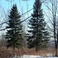 30 BALSAM FIR Tree Abies Balsamea Christmas Tree Silver Pine Canadian Fir Native Evergreen Seeds