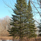 30 BALSAM FIR Tree Abies Balsamea Christmas Tree Silver Pine Canadian Fir Native Evergreen Seeds