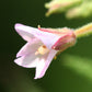 100 CINNAMON WILLOWHERB Eastern Purpleleaf Epilobium Coloratum Flower Seeds