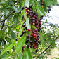 30 BLACK CHERRY Fruit Tree Prunus Serotina Fragrant White Flowers Seeds