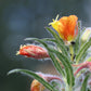 10 SUNSET BOULEVARD PRIMROSE Orange Evening Oenothera Versicolor Sundrops Flower Seeds