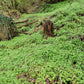 100 PIGGYBACK Plant YOUTH On AGE Tolmiea Thousand Mothers Menziesii Flower Seeds