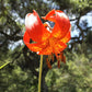 10 LEOPARD LILY California Tiger Lily Panther Lilium Pardalinum Yellow Orange Red Spotted Native Flower Seeds