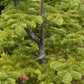 30 BALSAM FIR Tree Abies Balsamea Christmas Tree Silver Pine Canadian Fir Native Evergreen Seeds