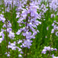 100 BLUE TOADFLAX Linaria Canadensis Antirrhinum Canadian Flower Seeds
