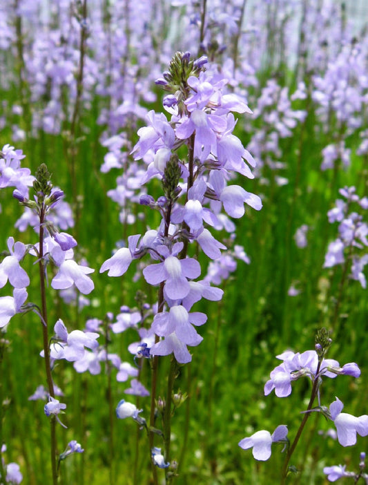 100 BLUE TOADFLAX Linaria Canadensis Antirrhinum Canadian Flower Seeds