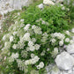 500 WHITE ANISE Pimpinella Anisum HERB Flower Seeds