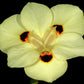 20 YELLOW AFRICAN IRIS Fortnight Lily Dietes Bicolor Butterfly Flag Spanish Peacock Iris Flower Seeds
