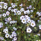 1000 BIRDS EYES Gilia Tricolor Lavender White Native Fragrant Hummingbird Flower Seeds