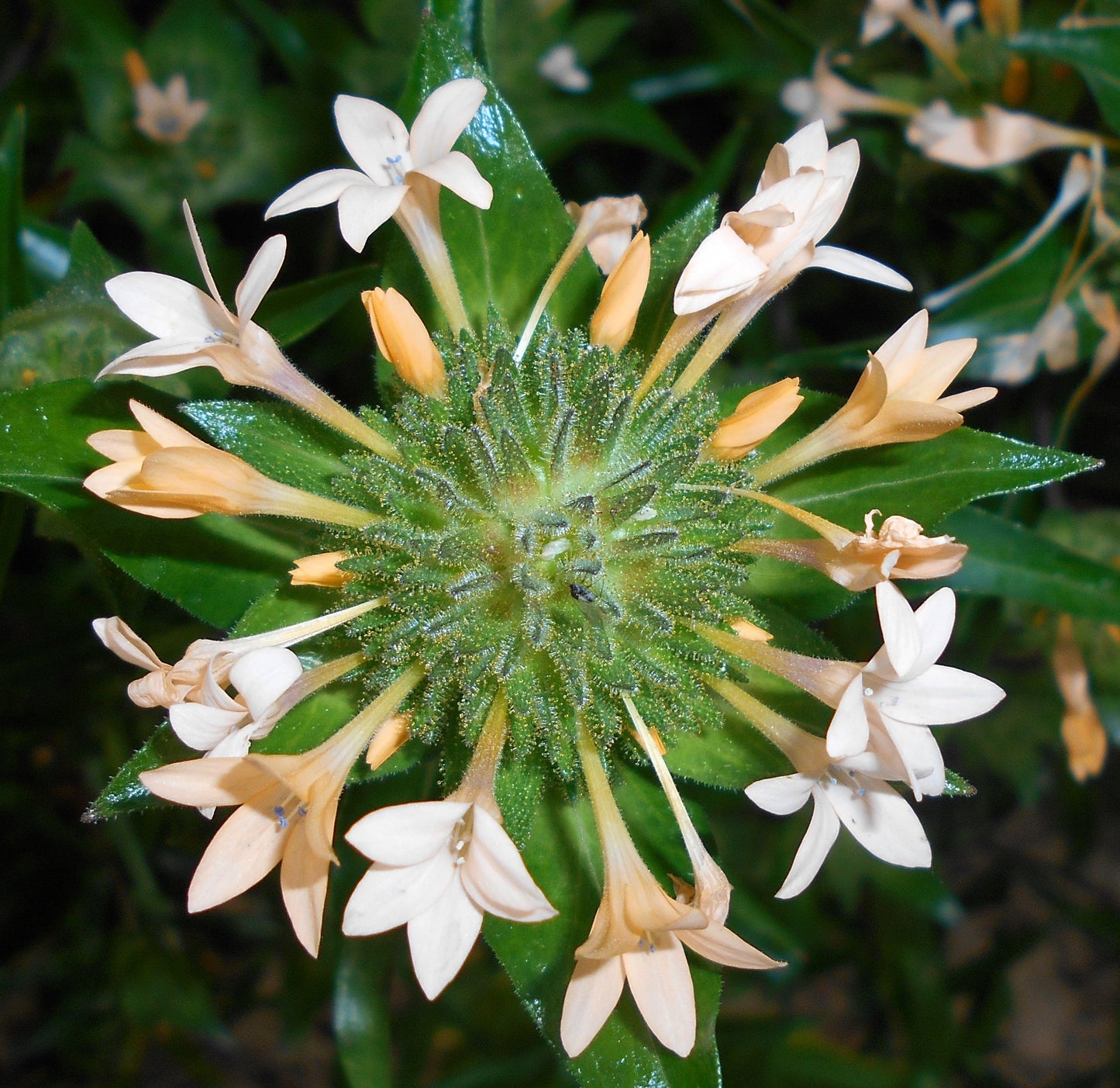 100 LARGE FLOWERED PHLOX Collomia Grandiflora Flower Seeds