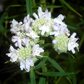 500 VIRGINIA MINT Pycnanthemum Virginianum Mountainmint Native White Flower Herb Seeds