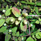 100 AZTEC SWEET HERB aka Honeyherb, Lippia, Mayan Mint, Dulce Buttons. Lippia Dulcis Phyla White Flower Seeds
