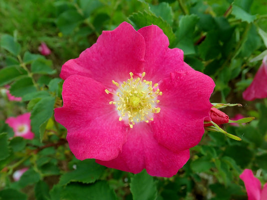 15 PRAIRIE ROSE Bright Pink Arkansas Rosa Arkansana Flower Seeds