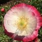 1000 PINK & WHITE POPPY Papaver Somniferum Flower Seeds