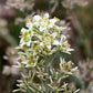 100 WHITE CAMAS Anticlea Elegans Zigadenus Camass Alkali Native Flower Seeds