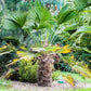 10 WAGNER WINDMILL PALM Dwarf Chusa Trachycarpus Fortunei Wagnerianus Tree Houseplant Seeds