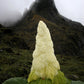 5 NOBLE RHUBARB Rheum Nobile Ornamental Sikkim Himalayan Glasshouse Plant Seeds