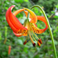 10 LEOPARD LILY California Tiger Lily Panther Lilium Pardalinum Yellow Orange Red Spotted Native Flower Seeds