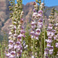300 PALMERS PENSTEMON (Beardtongue / Balloon Flower) Penstemon Palmeri Flower Seeds