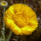 500 Yellow DESERT MARIGOLD Baileya Multiradiata Showy Drought Paper Daisy Flower Herb Seeds