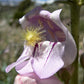 300 PALMERS PENSTEMON (Beardtongue / Balloon Flower) Penstemon Palmeri Flower Seeds