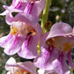 300 PALMERS PENSTEMON (Beardtongue / Balloon Flower) Penstemon Palmeri Flower Seeds
