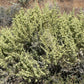 100 FOURWING SALTBRUSH Atriplex Canescens Gray Sage Brush Chamiso Desert Shrub Seeds