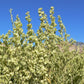 100 FOURWING SALTBRUSH Atriplex Canescens Gray Sage Brush Chamiso Desert Shrub Seeds