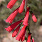 150 Eatons RED FIRECRACKER PENSTEMON Eatonii Native Hummingbird Flower Seeds