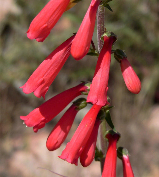 150 Eatons RED FIRECRACKER PENSTEMON Eatonii Native Hummingbird Flower Seeds