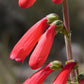 150 Eatons RED FIRECRACKER PENSTEMON Eatonii Native Hummingbird Flower Seeds