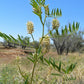 50 AMERICAN LICORICE Glycyrrhiza Lepidota aka Wild Licorice Native Herb White Flower Seeds