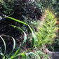 100 WALTER'S BARNYARD GRASS Wetland Ornamental Echinochloa Walteri Seeds