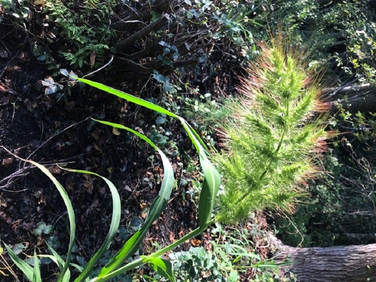 100 WALTER'S BARNYARD GRASS Wetland Ornamental Echinochloa Walteri Seeds
