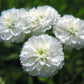 150 PEARL YARROW White Double Achillea Ptarmica Herb Flower Seeds