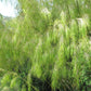 10 MEXICAN WEEPING BAMBOO Otatea Acuminata Rare Seeds