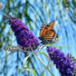 50 Dark PURPLE BUTTERFLY BUSH Buddleja Davidii Hummingbird Shrub Fragrant Flower Seeds