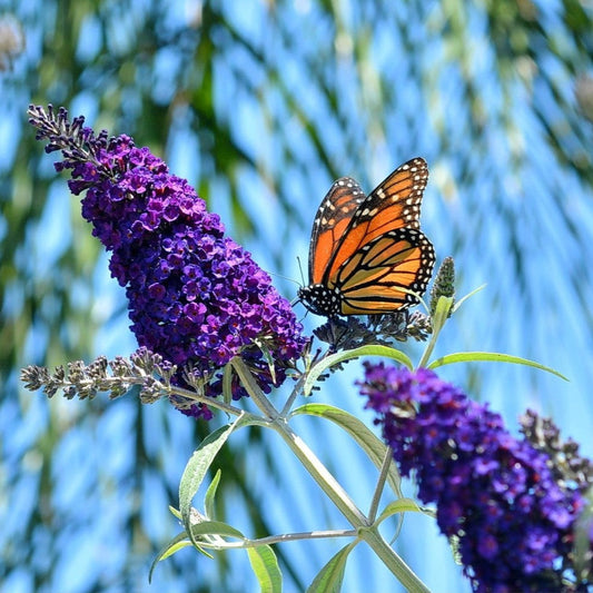 50 Dark PURPLE BUTTERFLY BUSH Buddleja Davidii Hummingbird Shrub Fragrant Flower Seeds