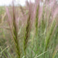 300 Bottlebrush SQUIRRELTAIL RYE GRASS Elymus Elymoides syn Sitanion Hystrix Red Plume Squirrel Tail Ornamental Seeds