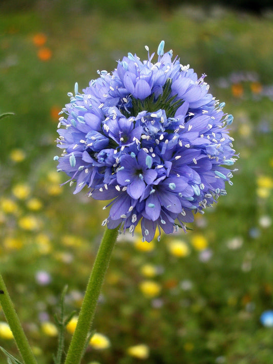 1500 GLOBE GILIA Bluehead Gilia Capitata Thimble Flower Seeds