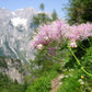 5 COLUMBINE MEADOW RUE Thalictrum Aquilegifolium Purple Pink Flower Seeds