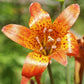 15 WESTERN HYBRIDS LILY Tiger, Leopard, Lemon, Alpine, Kellogg - Mixed Colors Pink, Red, Yellow, Orange - Native Lilium Flower Seeds