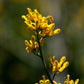 10 GOLDEN EARDROPS Dicentra Chrysantha Yellow Bleeding Heart Shade Flower Seeds