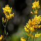 10 GOLDEN EARDROPS Dicentra Chrysantha Yellow Bleeding Heart Shade Flower Seeds