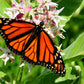 50 SHOWY (Greek) MILKWEED Asclepias Speciosa Flower Seeds