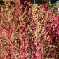 50 Organic RED AZTEC SPINACH Huauzontle Chenopodium Berlandieri Greens Vegetable Seeds
