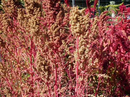 50 Organic RED AZTEC SPINACH Huauzontle Chenopodium Berlandieri Greens Vegetable Seeds
