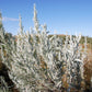 100 SILVER SAGEBRUSH Artemisia Cana Dwarf Sagebrush Silver Wormwood Herb Flower Seeds