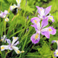 20 Blue & Purple OREGON IRIS ( Tough-Leaf Iris ) Iris Tenax Flower Seeds