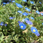 25 BLUE CHILEAN BELLFLOWER Nolana Paradoxa Succulent Ground Cover Flower Seeds